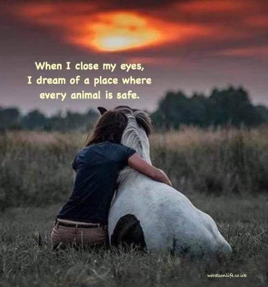 If we all could recognise the capacity that all sentient beings experience emotions & pain would b a sufficient reason 2 avoid causing them suffering. One cannot look deeply into the eyes of an animal and not see the same depth, complexity and feelings we both share🐾💞