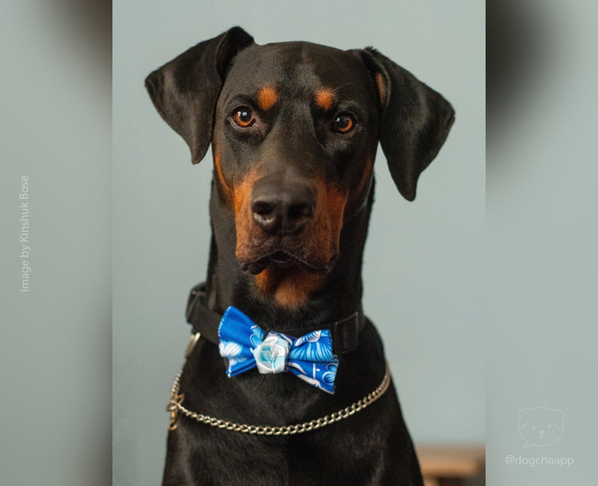 DogChaApp's tweet photo. 😎 #guapo #perro #handsome #dog #dogsofinstagram #love #instadog #dogs #perros #pet #dogstagram #perrosdeinstagram #doglover #cute #mascota #style #instagood #mascotas #dogcha #dogchaapp https://t.co/FaccNlDZeK