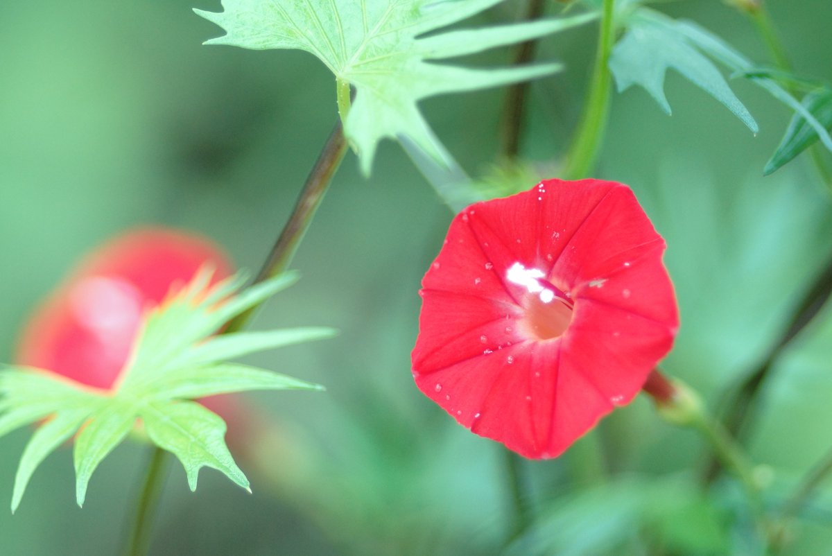 モミジバルコウソウ Twitter Search モミジバルコウソウ Twitter Search