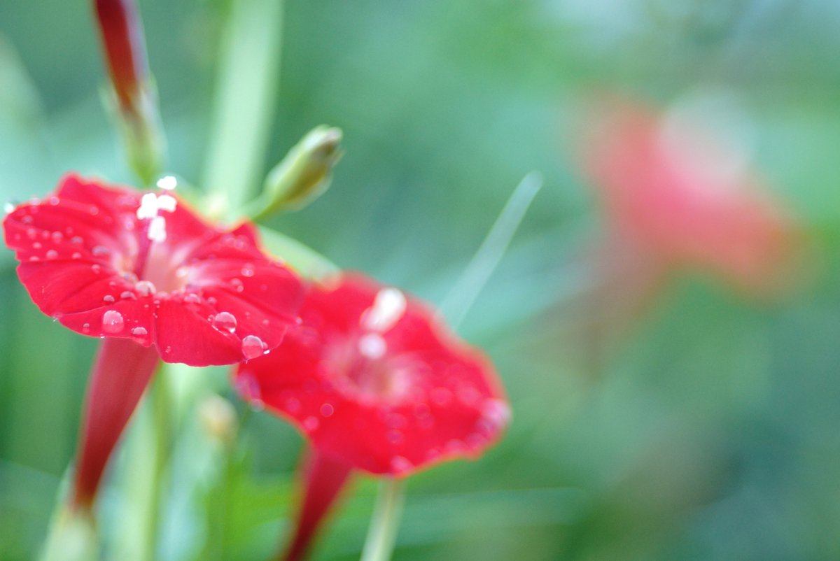 モミジバルコウソウ Twitter Search モミジバルコウソウ Twitter Search