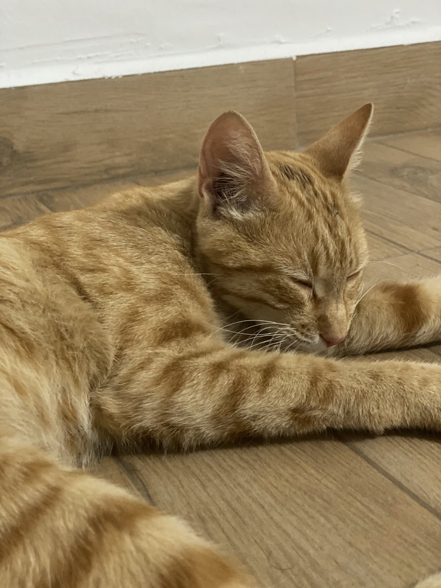 ElGatitoDeShrek's tweet photo. 🔴URGENTE🔴

Esta belleza busca un hogar. Es un macho extremadamente cariñoso, no hace casi ruido y muy juguetón. Urge encontrarle una casa porque yo no puedo quedarme con él. Si no podéis quedároslo, se agradece muchísimo la difusión, por favor 😰

En Cristina, Badajoz https://t.co/spcENbLNXV