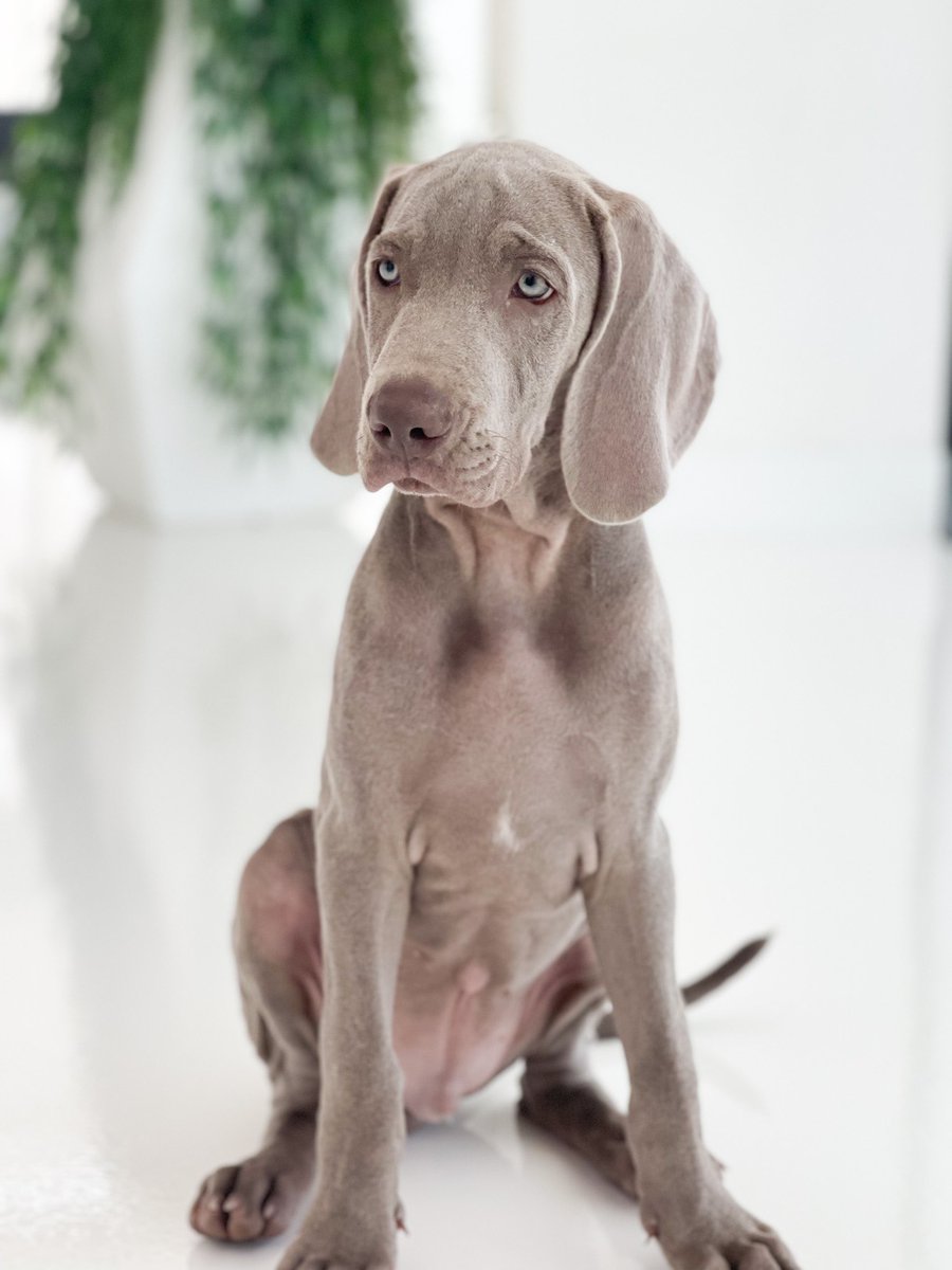 Bienvenido a la familia pequeño ❤️❤️🐶🐶 #G24 #nosso