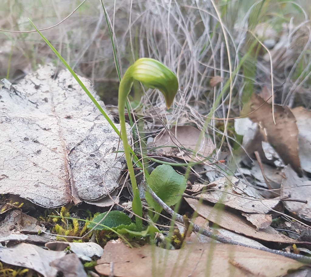 Paradoxa18's tweet photo. Today
Greenhood orchids
4 to maybe 6cm high.
#springish
#orchid https://t.co/qZvFUmuzNB