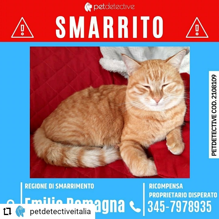CD da Instagram <a href="/PetDetective_IT/">Pet Detective Italia</a> 🆘SMARRITO JOY 
A GUIGLIA (MO)
presso Via Marano 222
Razza: Europeo
Maschio castrato
Pelo tigrato rosso
Comportamento: SPAVENTATO non si lascia avvicinare
RICOMPENSA PROPRIETARIO DISPERATO
Francesco 3457978935 🔗instagram.com/p/CS11DEAN6cW/…