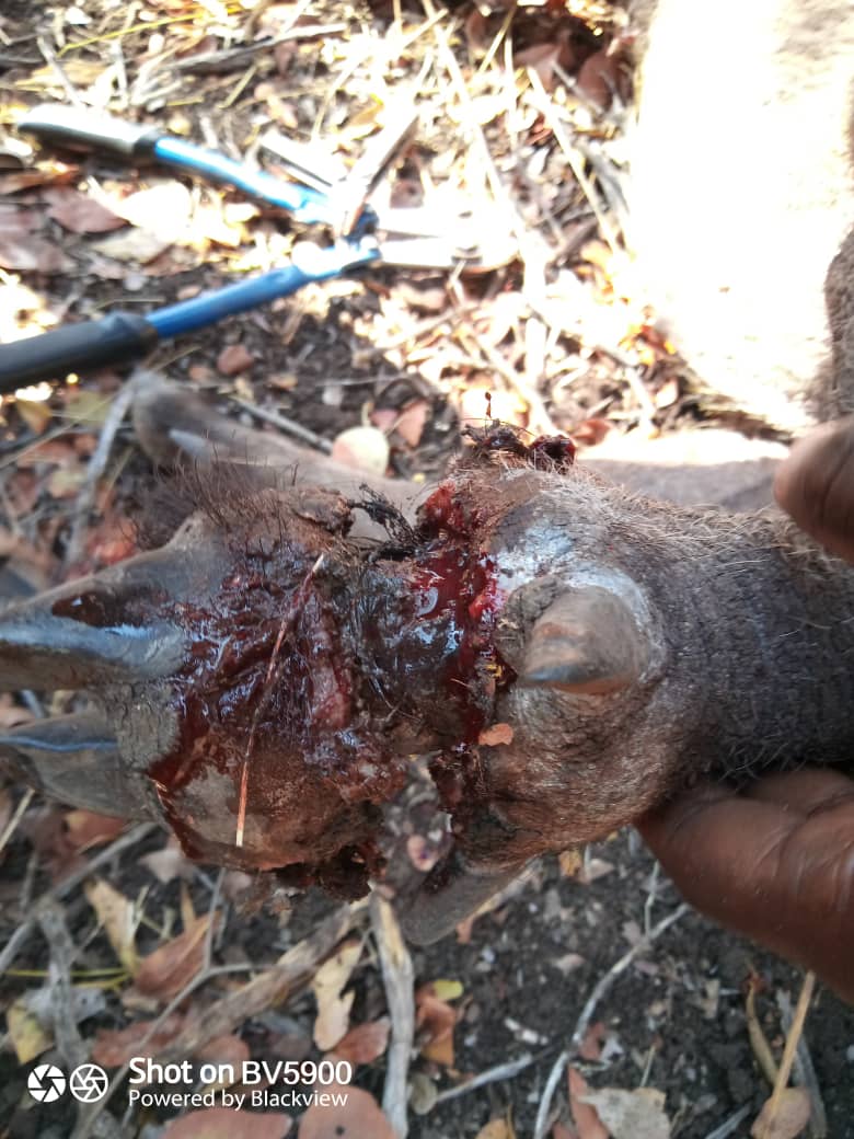 VicFallsWildlifeTrust tweet media