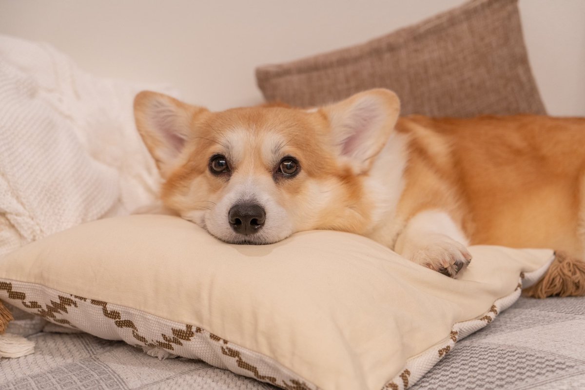 elmoelmodog's tweet image. エルモの自己紹介🐾
2016年10月07生まれの女の子
16.5kgあるビッグコーギー!
ヒトもワンコも大好き。
世の中には全てフレンドリーだと思ってる平和主義♡
パパママ一緒の、可愛い1歳下の弟妹がいます!
弟のガブちゃん(@gabrielthecorgi )、妹のムギちゃん(@rrrrrhori )