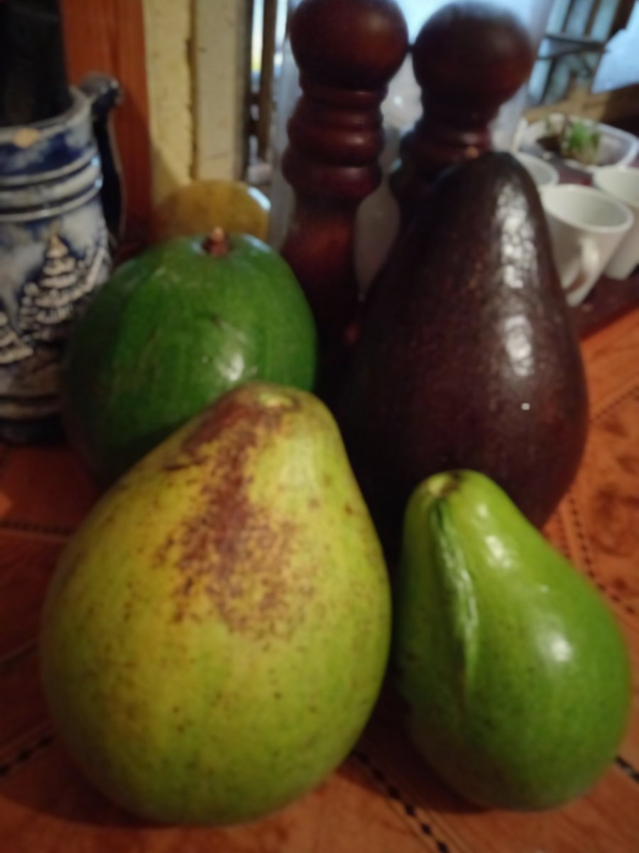 <a href="/MancateTropical/">MANCATE Tropical Fruit</a> Por estos predios ya con aguacate, así que mi desayuno llevará 🥑🥑🥑😋😋😋