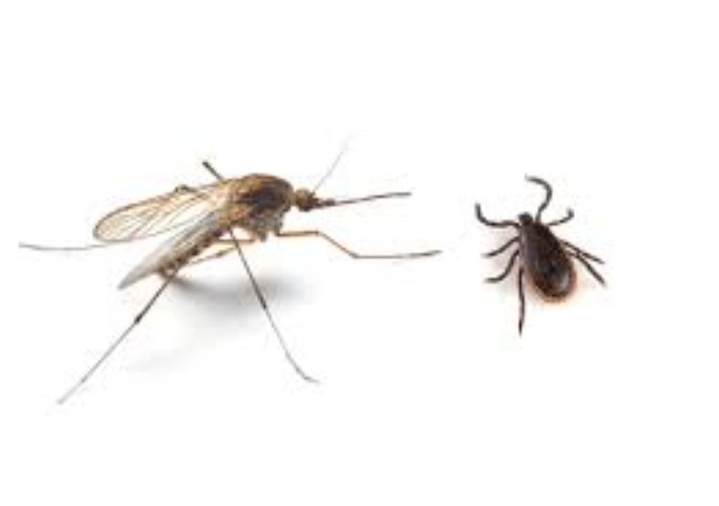 BugOffPest's tweet image. Mosquitoes and Ticks: Improvements In Control! Do Not Miss it!  Thursday, August 26, 5:30-9:30 pm. If you haven&apos;t already registered there&apos;s still time. Go now: bit.ly/3fkixV6
#pestmanagementprofessionals #bugoff #bugofftraining #mosquitoes #ticks #pestcontrol