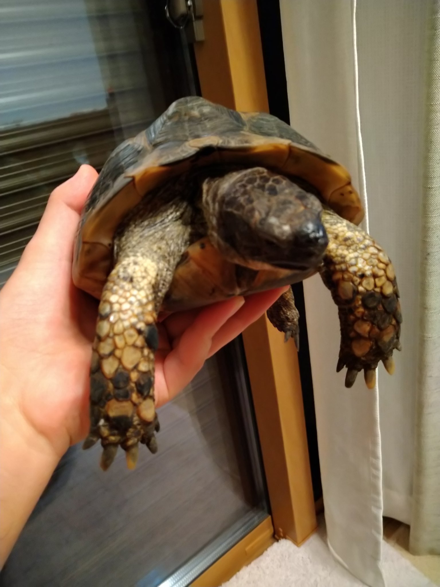 Riz ギリシャリクガメのアンジーは謎が多い奴だ 横浜の植物園に住み着いていた野良リクガメ 成長線 からみて多分12 3歳位 傷だらけだけど立派な甲羅 伸びた爪 直近の乱れた成長線 ご覧の方も気が付かれた事や 推測があったら教えて下さいね