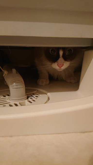 猫トイレの置き場所どこに どうやって 猫専門シッターが解説 ねこるす