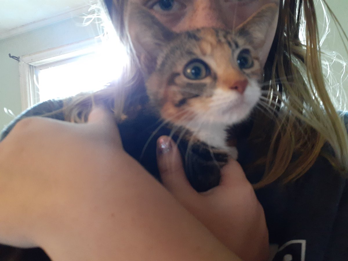 PurcellAnimals's tweet photo. The Purcell house officially welcomes Chocolate Swirl (aka Coco) to our home.
She is a 7 week old tortie. She was abandoned and grazed by a car. Coco was given to us by my daughter's friend. They found her by a busy road. https://t.co/3mRFuhKRkE