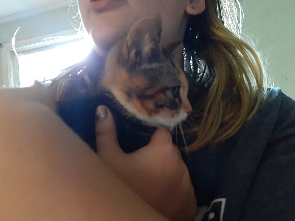 PurcellAnimals's tweet photo. The Purcell house officially welcomes Chocolate Swirl (aka Coco) to our home.
She is a 7 week old tortie. She was abandoned and grazed by a car. Coco was given to us by my daughter's friend. They found her by a busy road. https://t.co/3mRFuhKRkE
