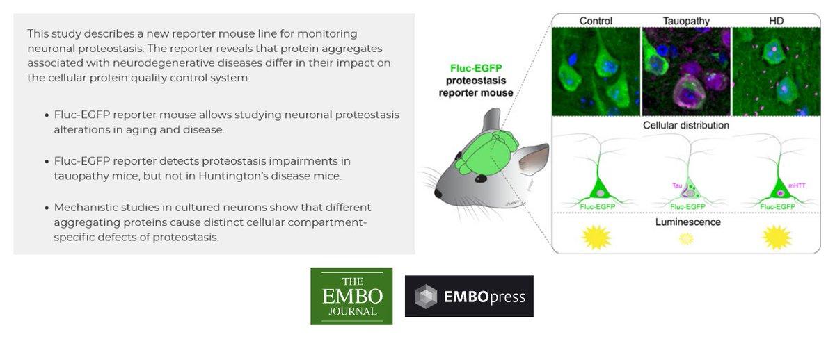 Fluc-EGFP reporter mice reveal differential alterations of neuronal proteostasis in aging and disease, @S_Blumenstock, @IrinaDudanova et al, at @mpiNeuro, @MPI_Biochem et al, @embojournal: @EMBOpress

embopress.org/doi/full/10.15…

#neurons #neuronal #proteostasis #proteinhomeostasis