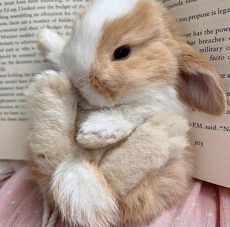 love bunnies so much it hurts