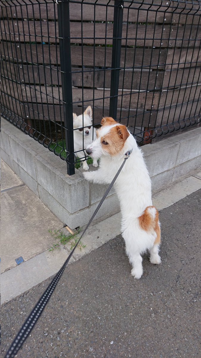 patch43226189's tweet photo. パッチの好みのワンコは、どうやら小さい子🐶みたい🙄
大きなワンコとすれ違っても、素通りorガウガウなのに、小さい子にはスーッと吸い寄せられていくからウケル😅
#ジャックラッセルテリア https://t.co/mZiTmDCxcd