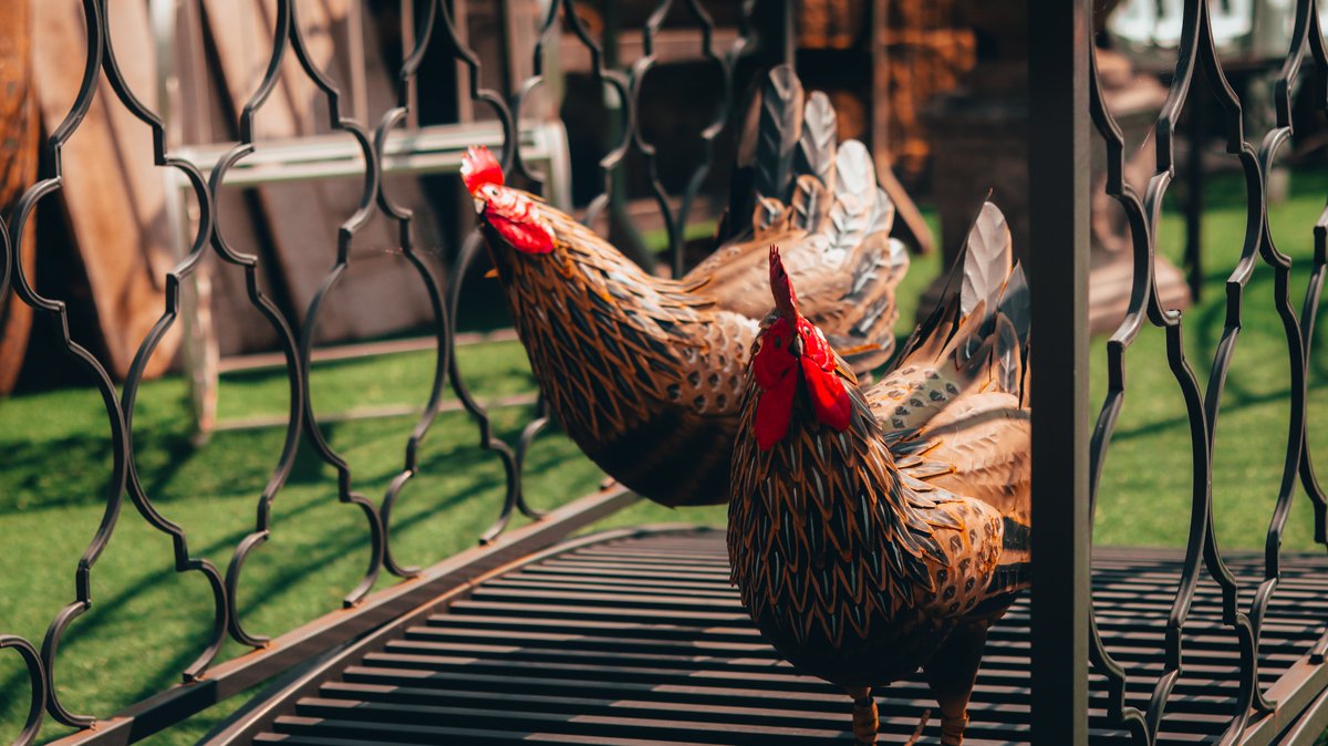 Our lovely ladies are checking our fantastic garden range! 🐔🐔

Come by and say hello! 

Have a look yourself, our ever-expanding selection is here: reclaimedworld.com/.../garden-fur…