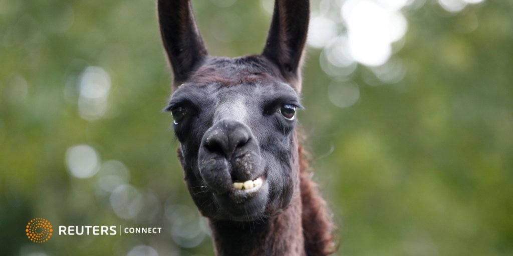 ReutersConnect tweet media