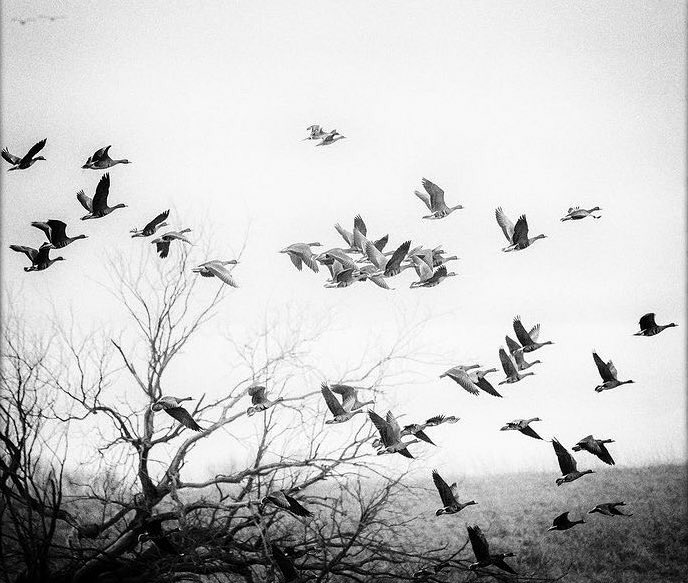 jmccabefinearts's tweet image. #bnwphotography