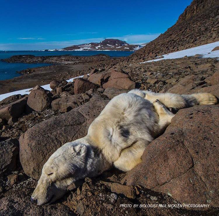 TorontoPigSave tweet media