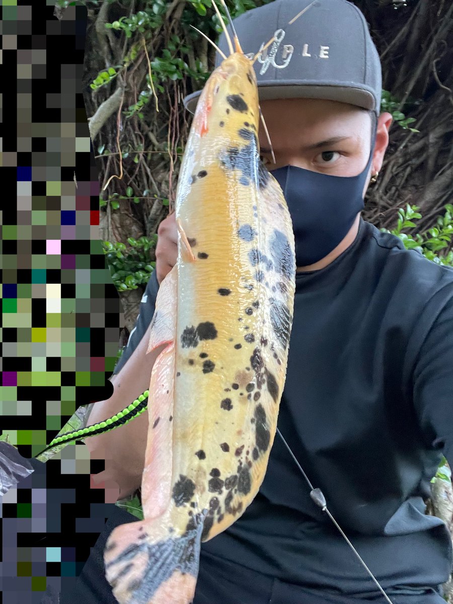 Daiya クプ クラ 2fish パラコードもよさげ クララ マーブルクララ ウォーキングキャットフィッシュ 歩く猫鯰 沖縄 外来種 トリプルフック ナマズ クプアス48 鱒レンジャー