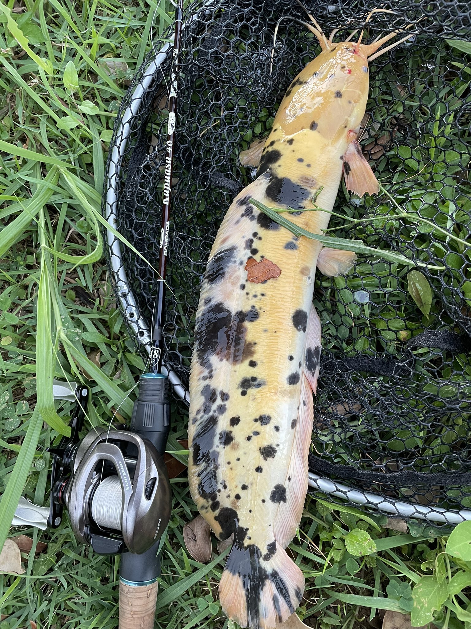Daiya クプ クラ 2fish パラコードもよさげ クララ マーブルクララ ウォーキングキャットフィッシュ 歩く猫鯰 沖縄 外来種 トリプルフック ナマズ クプアス48 鱒レンジャー T Co Xlgebt6tuy Twitter