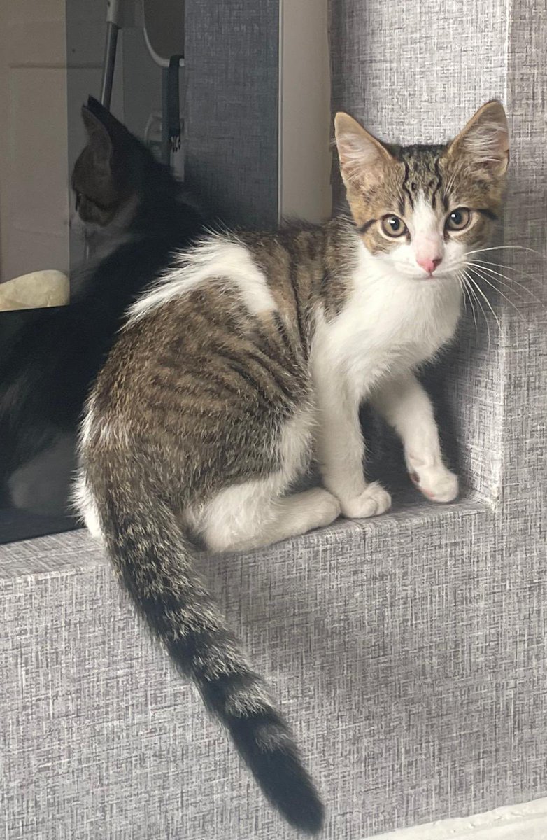 Introducing the newest member of the Cooper household!