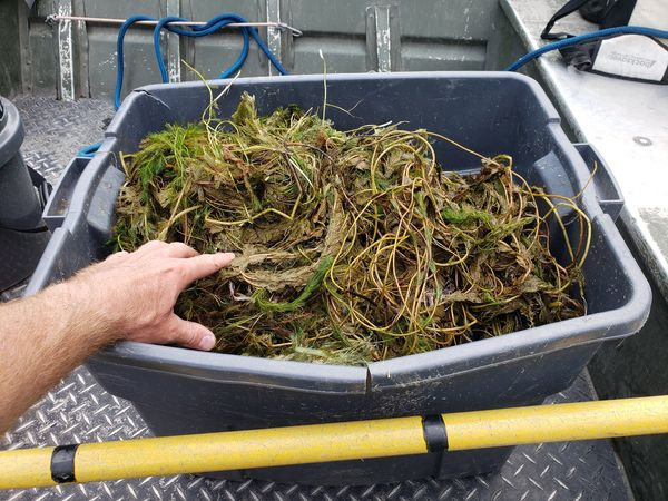 PriorSpringWD's tweet image. A new aquatic invasive species, Eurasian Watermilfoil, was found for the 1st time in Spring Lake this past July during a plant survey by Blue Water Science.
After finding more EWM than expected during hand-pull removal, the Spring Lake Assoc. funded an EWM treatment for the fall.
