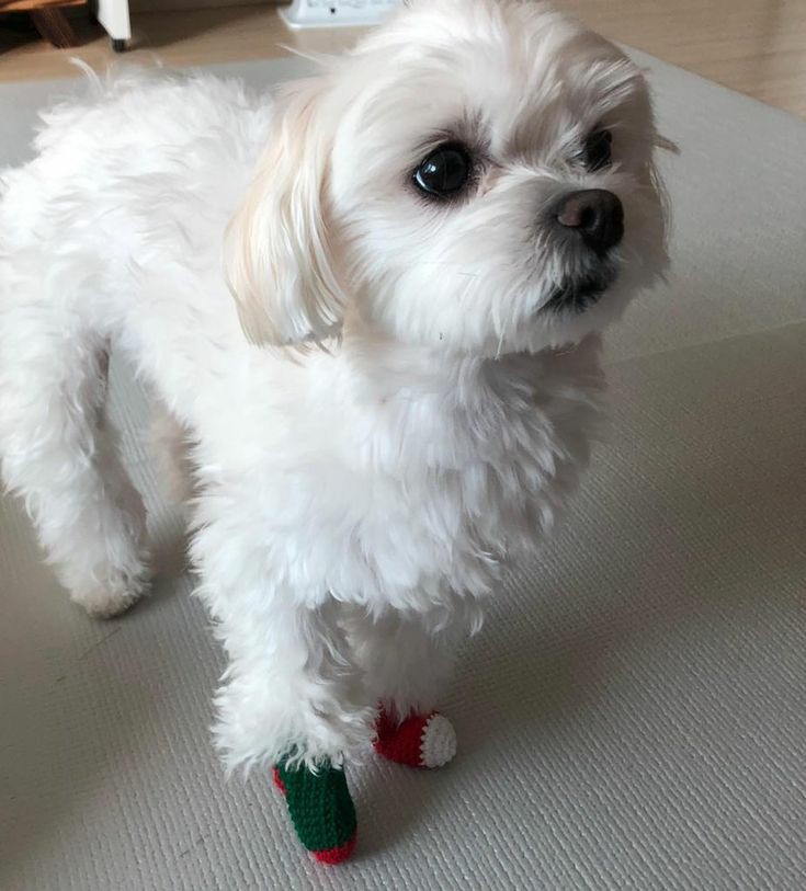 kwonpocketsize's tweet image. Okay... how about.....

No, jk. Bi u better get to bed. ))