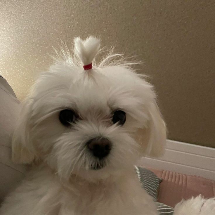 kwonpocketsize's tweet image. Okay... how about.....

No, jk. Bi u better get to bed. ))