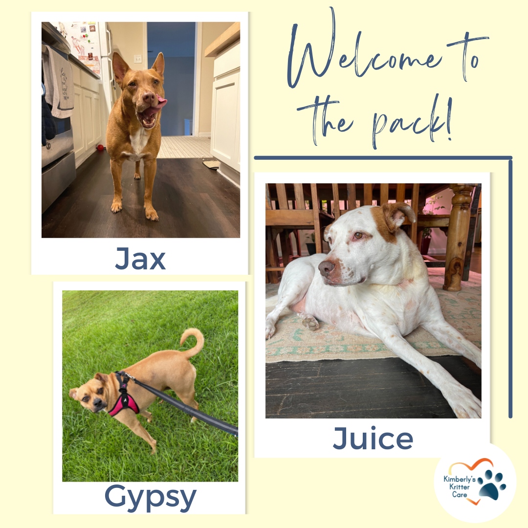 Please help me welcome these precious pups to the Kimberly's Kritter Care family!

#jax #PharaohHoundmix #juice #ArgentineMastiffEnglishPointermix #gypsy #Pugmix #dog #doglover #dogmom #dogsitter #hanahanpetsitter #northcharlestonpetsitter