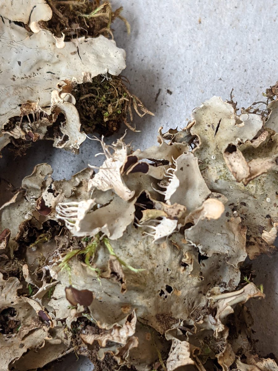 MSU_Herbarium's tweet image. We've been processing specimens from @michiganstateu researchers recently: #Juncus and #Carex from the @Childs_Lab and #lichens from @TheTrailLab. Today, Jack's working on formatting data. Processing is lengthy, but well worth it. Thank you for the vouchers! @MSUNatSci