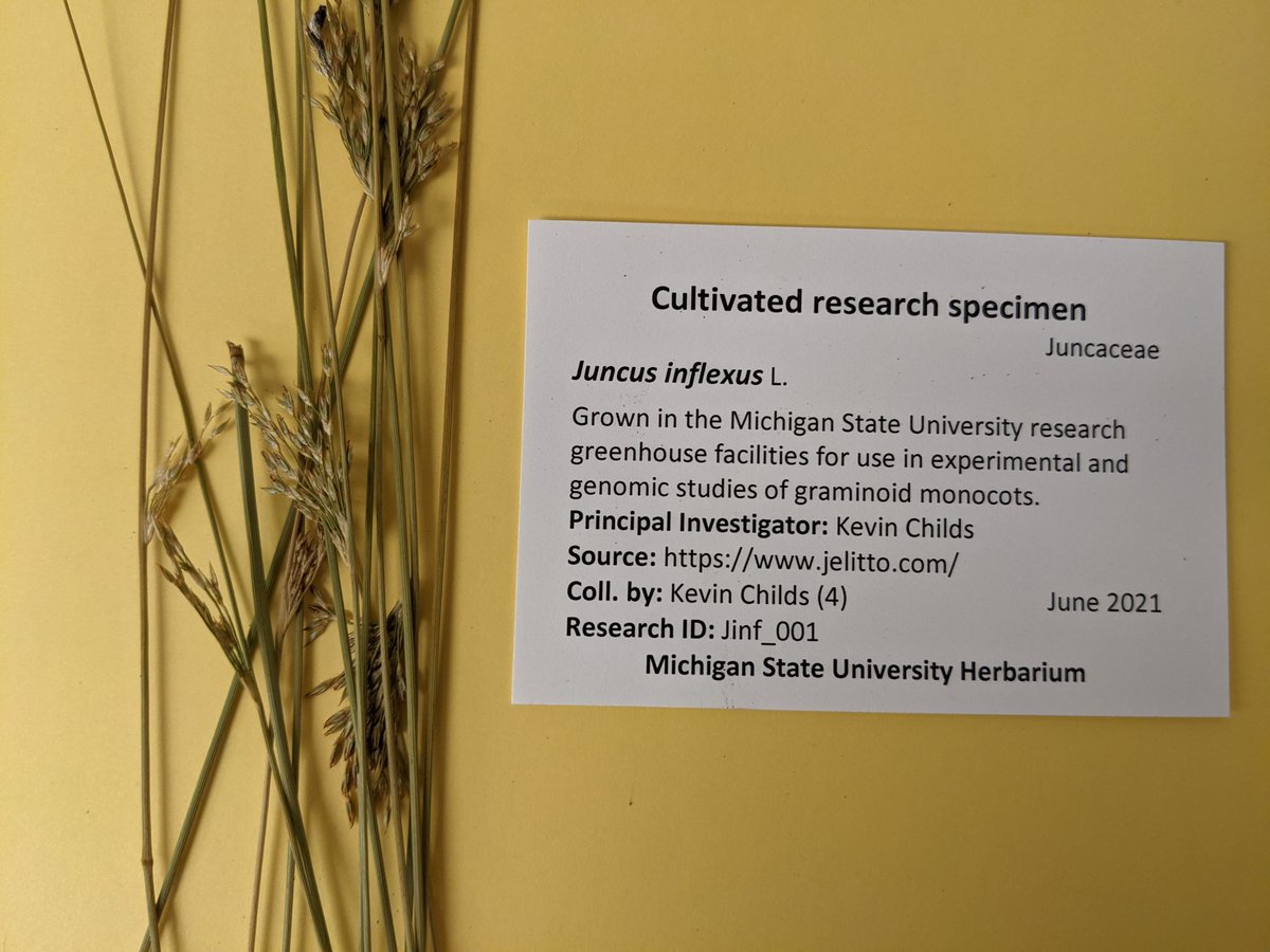 MSU_Herbarium's tweet image. We've been processing specimens from @michiganstateu researchers recently: #Juncus and #Carex from the @Childs_Lab and #lichens from @TheTrailLab. Today, Jack's working on formatting data. Processing is lengthy, but well worth it. Thank you for the vouchers! @MSUNatSci