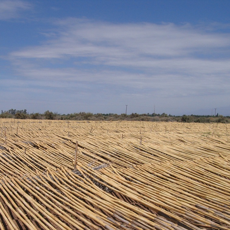 promendoza's tweet photo. Una pyme familiar fabrica insumos para instrumentos de viento y posiciona a Mendoza en el mundo. En 2020  exportó 500 mil lengüetas a más de 30 países. 

@gonzalezreeds 
@EconomiaMza 
@MendozaGobierno

https://t.co/f9xVFip0Fj https://t.co/usbeDGNNX3