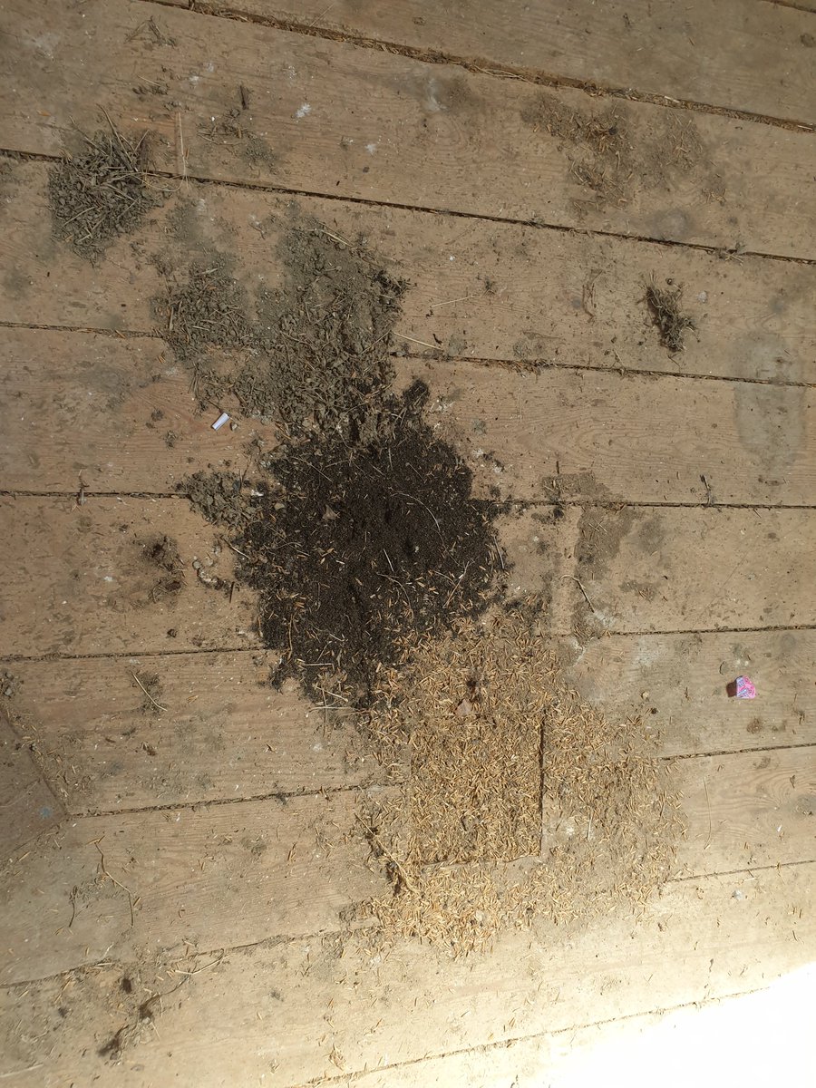 BorealTrees tweet media