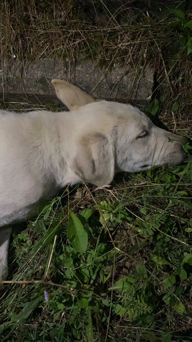 BAKIN BU HAYVANA BUGÜN ARABA ÇARPTI AYAKLARI KIRILDI BELEDİYEMİZİ ARADIM FAKAT ASLA İLGİLENİLMEDİ 1 SAAT SONRA ARAYARAK GELİYORUZ DEDİLER BU KEYFİ Bİ DURUM MU ? HAYVANLARA KARŞI BU KADAR UMURSAMAZ OLAMAZSINIZ! <a href="/duzcebld/">Düzce Belediyesi</a> #kaynaşlı <a href="/KaynasliKymkm/">Kaynaşlı Kaymakamlığı</a> <a href="/kaynasligundem/">Kaynaşlı Gündem</a>