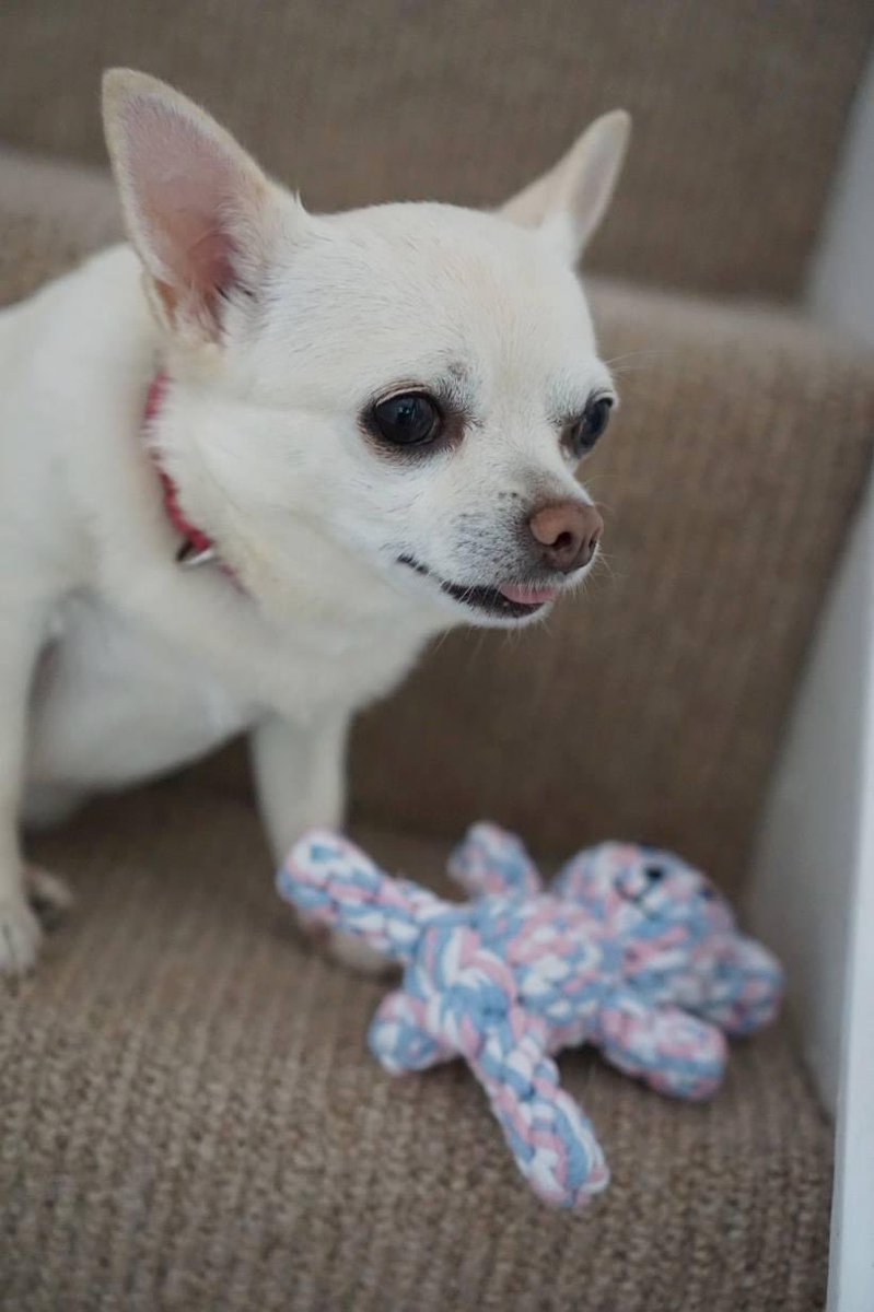 Andrew Proctor tweet media