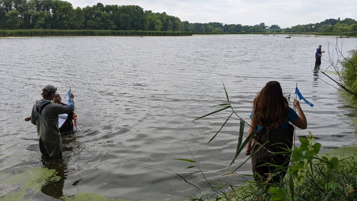 PriorSpringWD's tweet image. Not ALL aquatic plants need clean water to survive! For example, you can often tell if a wetland has good water quality and a healthy ecosystem by looking @ plants in and around the water. We examined 5 wetlands in the District last month to score them for wetland health.