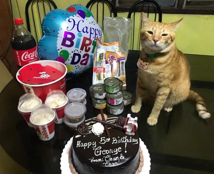 FiveRescues's tweet photo. For my birthday, mommy bought me a chocolate cake I couldn't eat 😹

But I got a whole bucket of fried chicken, treats, wet food, and lots of love and attention!  🍊

I am 5! https://t.co/3XyET1O6X7