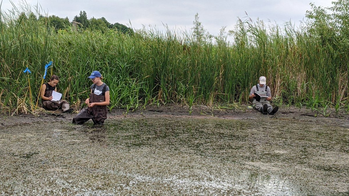 PriorSpringWD's tweet image. Not ALL aquatic plants need clean water to survive! For example, you can often tell if a wetland has good water quality and a healthy ecosystem by looking @ plants in and around the water. We examined 5 wetlands in the District last month to score them for wetland health.