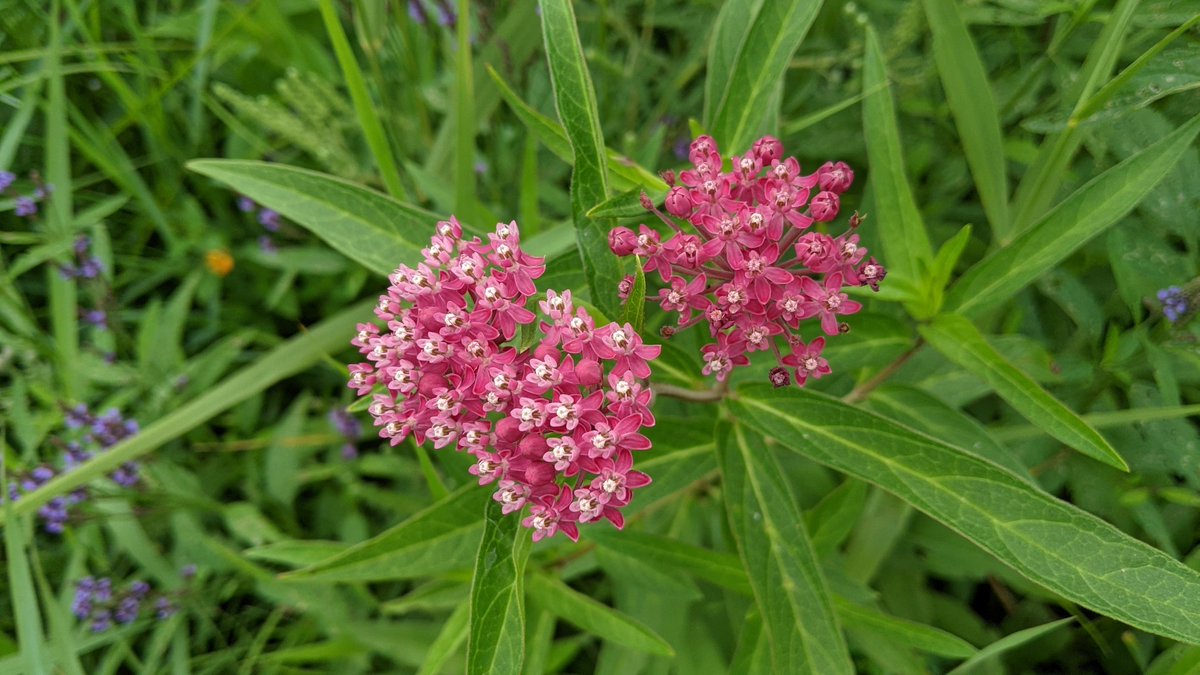 PriorSpringWD's tweet image. Not ALL aquatic plants need clean water to survive! For example, you can often tell if a wetland has good water quality and a healthy ecosystem by looking @ plants in and around the water. We examined 5 wetlands in the District last month to score them for wetland health.