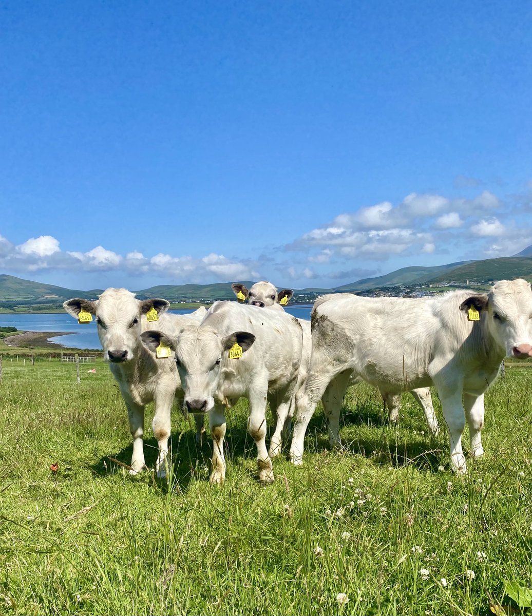 Rachel Casey (RachelC20078103) Twitter