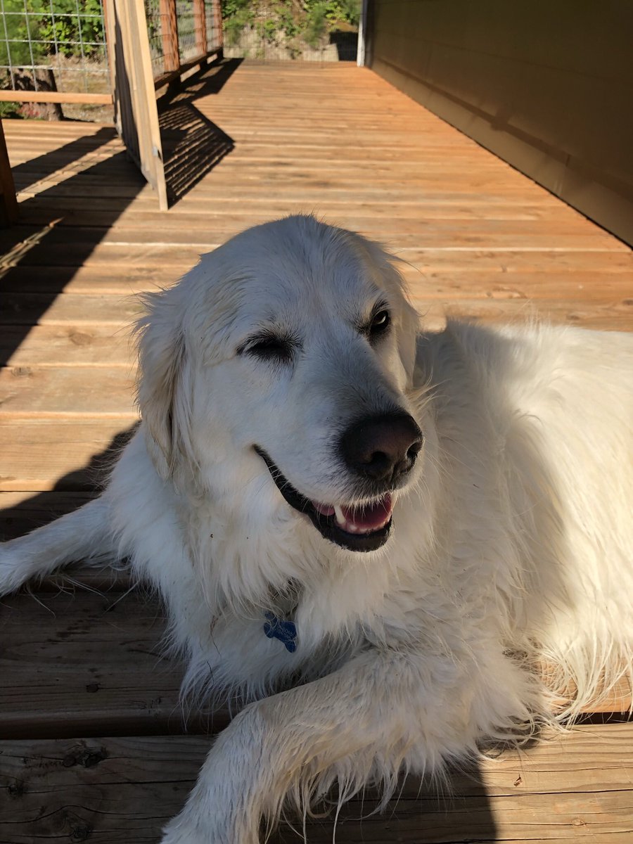 Beans4Buckshot's tweet photo. @GoldretrieverUS #TongueOutTuesday #grc
Mavis https://t.co/ttfHZ88J1s