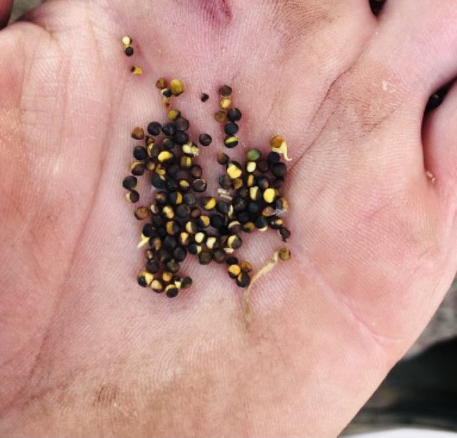 andrashewskiD's tweet photo. We know that the drought like conditions dried down the canola rapidly. Checking crops in our area and finding canola seeds sprouting in the pod because of these late rains. All canola could potentially be effected. #canola @PioneerSeedsCA https://t.co/I9aEsrKblZ