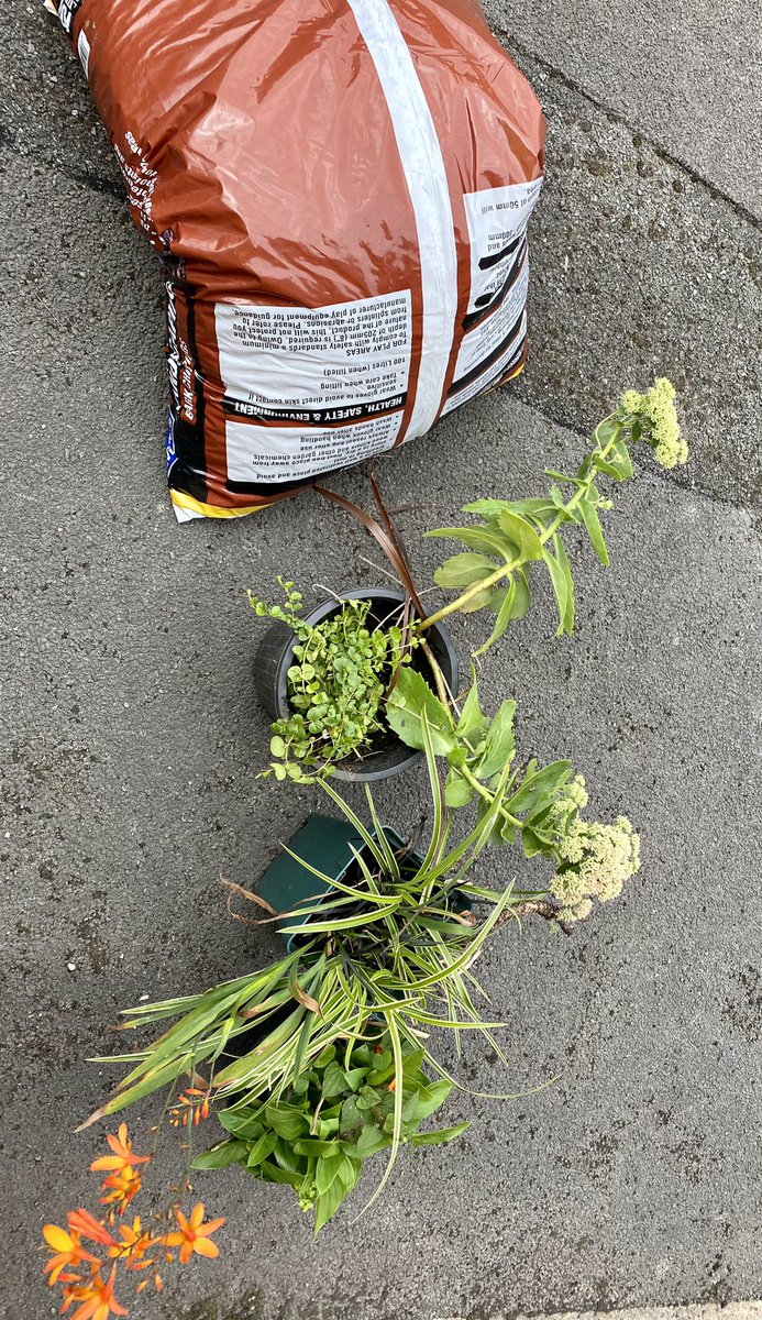 As #community leader at <a href="/SaleRotaryClub/">Sale Rotary</a> I did a quick tidy up of planters at #saletown station. Addition plants were by splitting plants from my garden #freeplants 

Bark for mulch was donated by <a href="/KeithOulton/">Keith Oulton</a>.

Next on list is the flower bed.

#nature #environment @RHSBloom