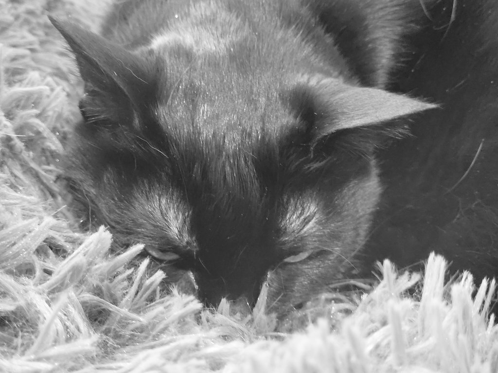 PussycatNaughty's tweet image. Sulking because Staff won't let me eat in my new bed.

#CatsOfTwitter #CatWorldProblems #BlackCats #SuperSeniorCatsClub