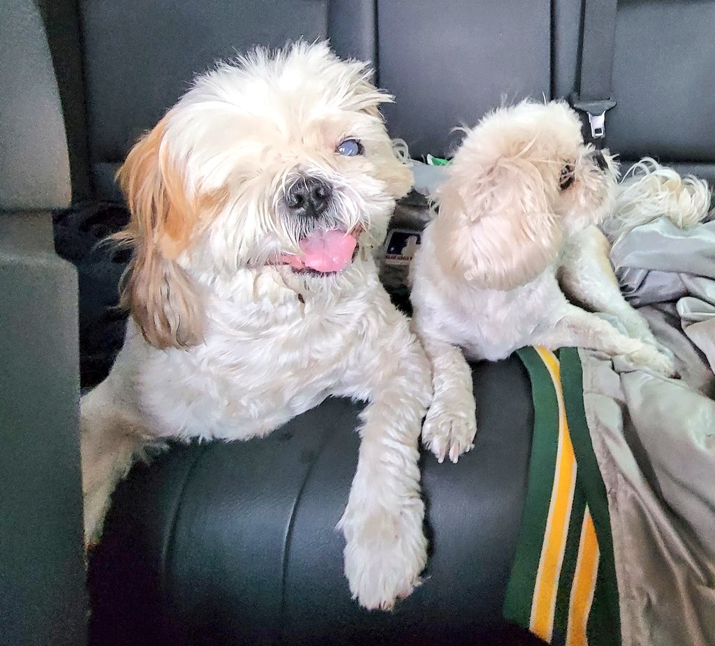 CHIPTheShihTzu's tweet photo. #TOTing with H.B. 🍯🐝
#TongueOutTuesday #ChipTheShihTzu https://t.co/0xA2BNg78z