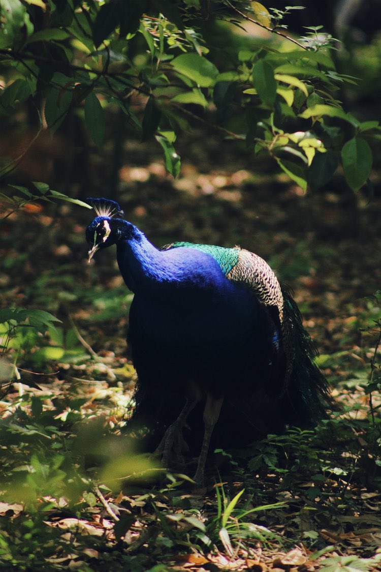 sustopramen_'s tweet photo. Brooklyn,NY
Bethlehem, PA
Philadelphia,PA
Audubon Zoo, LA
#locationdump
#photodump https://t.co/nsLRbvWRs2
