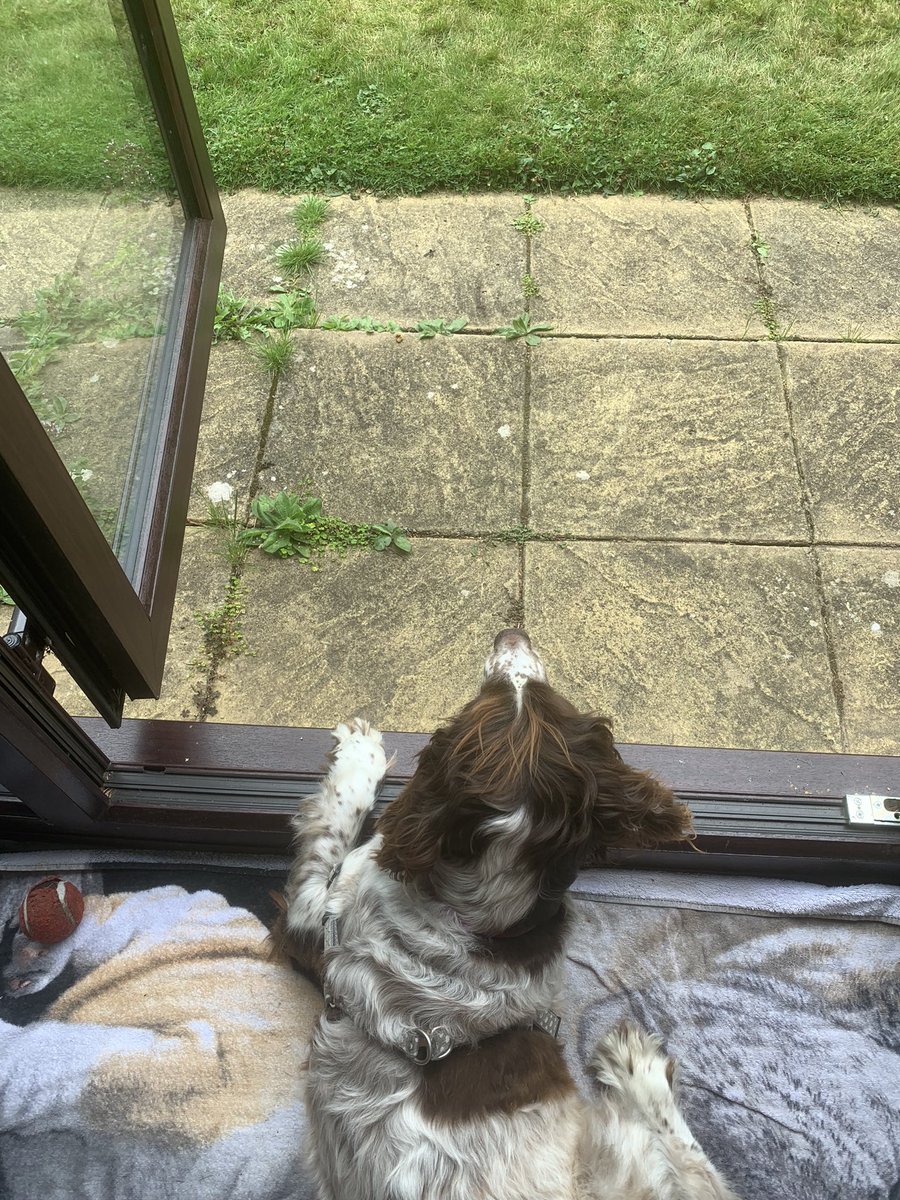 billbraviner's tweet image. #RubyDog surveying the world outside my brother’s back door 😎
