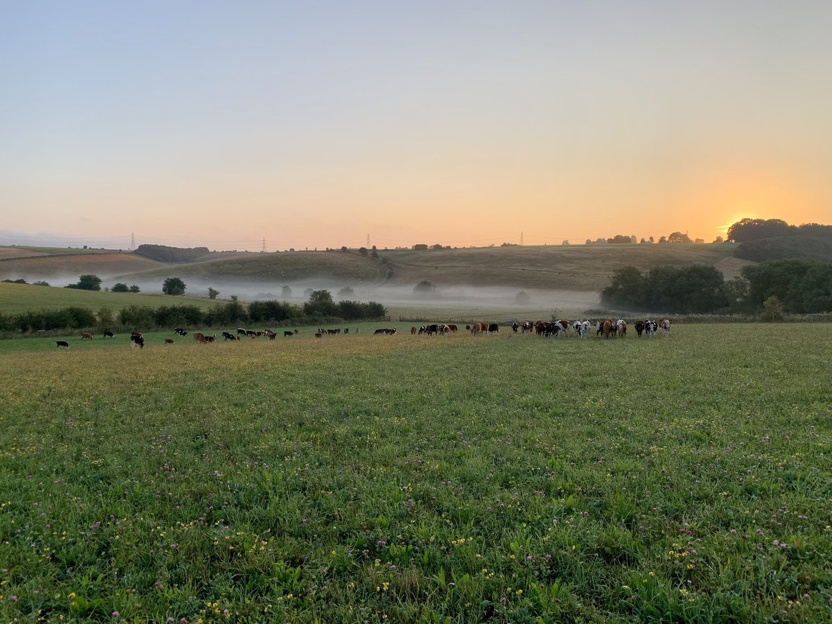 What’s not to like…sunrise in GL7 whilst moving the beef calves.
