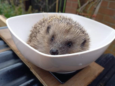JBAConsulting's tweet photo. Do you have a #Hedgehog in your garden? Today we learned about these nocturnal visitors and what can we all do to support them. JBA's Dave Sargent shared tips &amp; advice from his experience as a hedgehog rehabilitator. Photo: Hedgehog being weighed as part of a 'soft release' plan. https://t.co/wADFL0bjqo